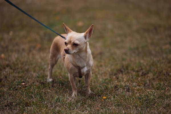 Come sta impattando l'intelligenza artificiale sull'industria delle notizie?